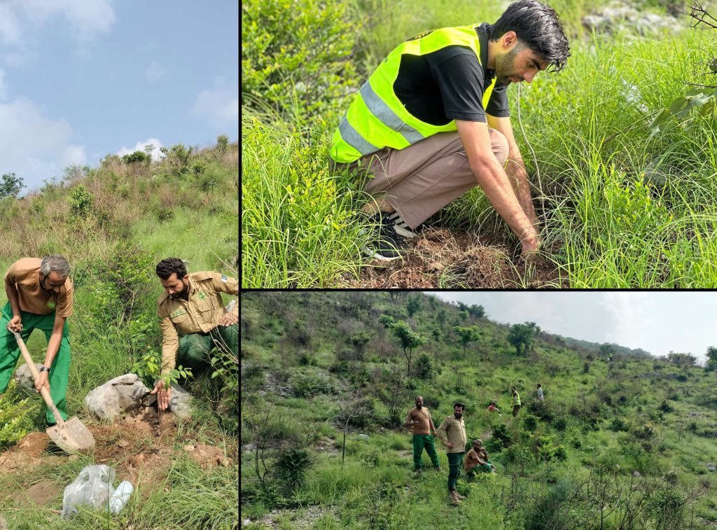 plantation drive at the Trail 3B fire-affected area in Margalla Hills National Park.